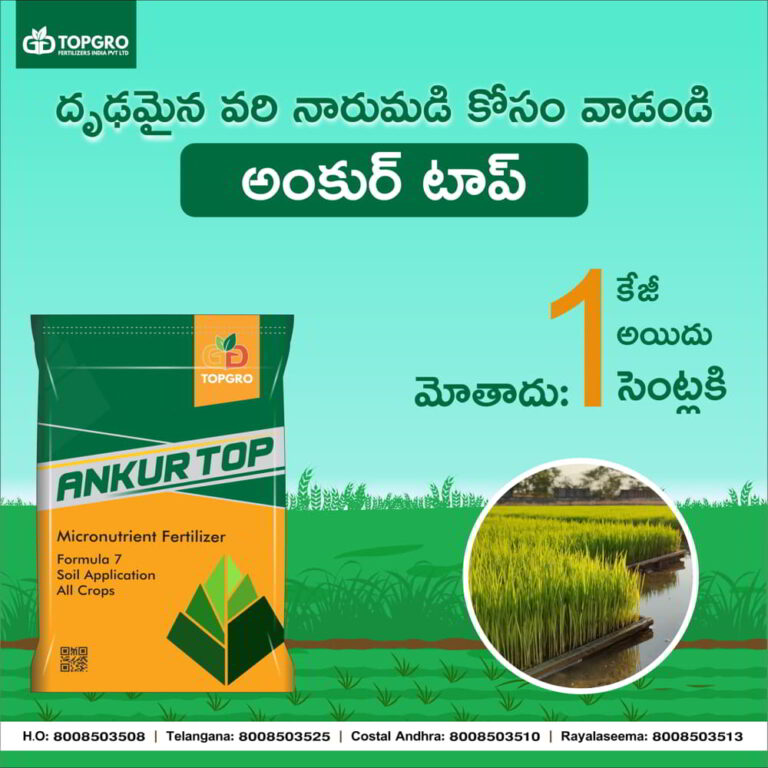 ANKUR TOP - Image 2