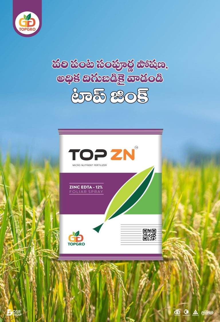 TOP ZN - Image 4