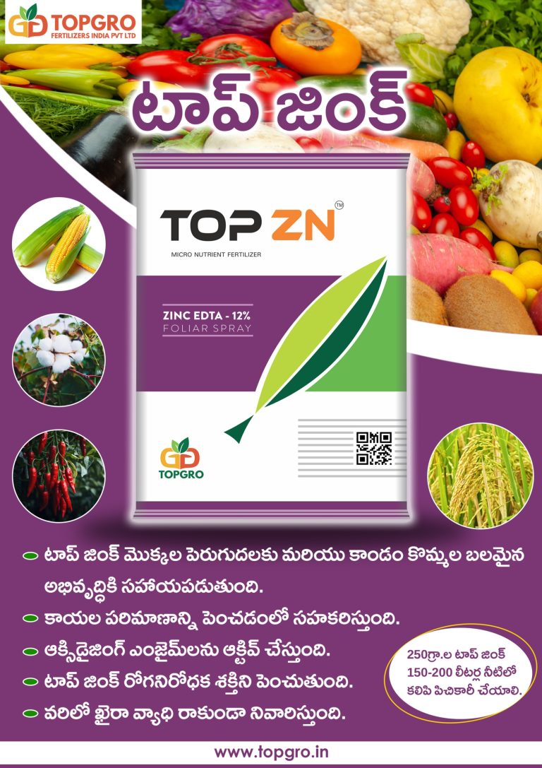 TOP ZN - Image 5
