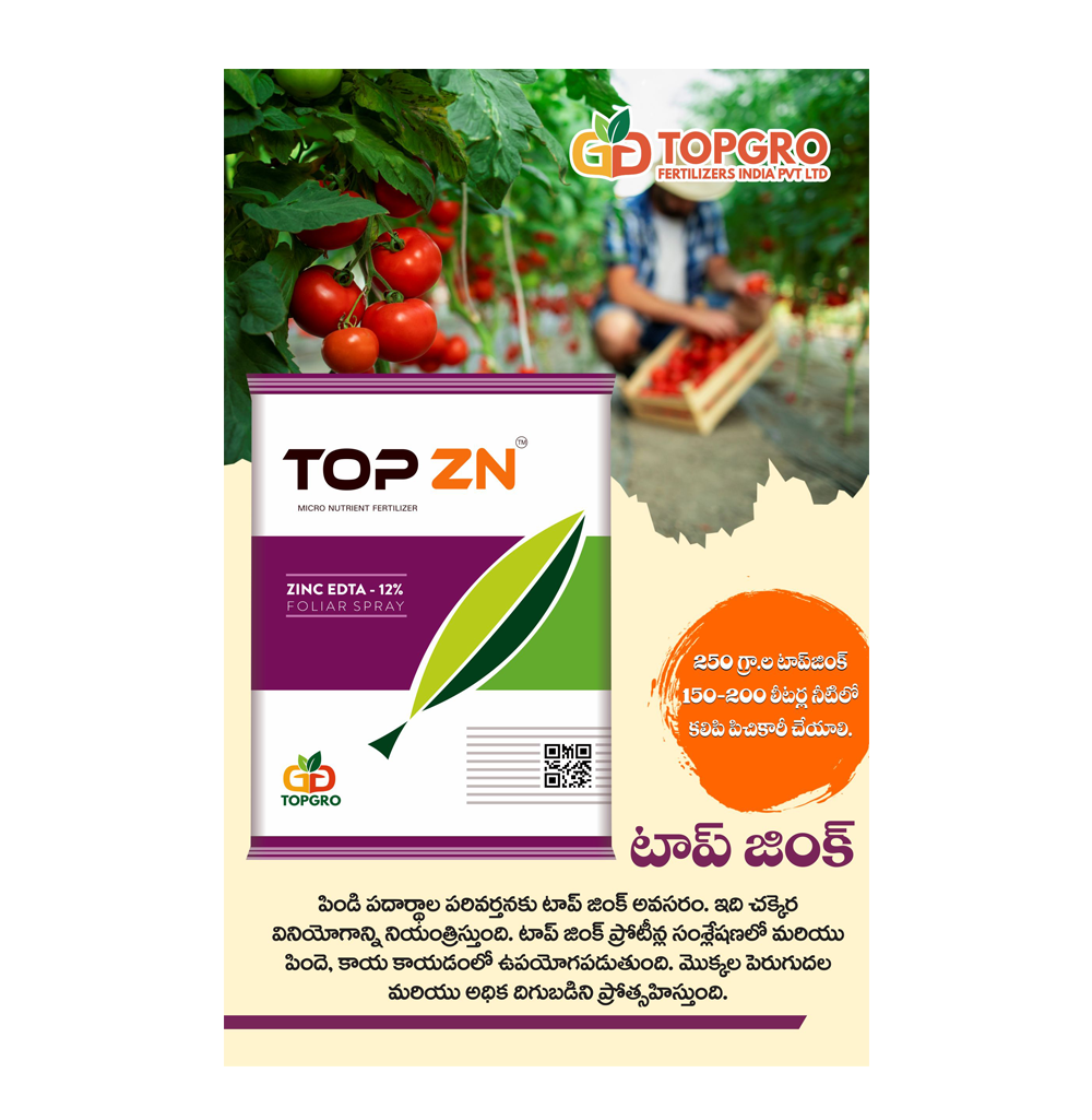 TOP ZN - Image 3